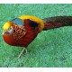 Faisán Dorado