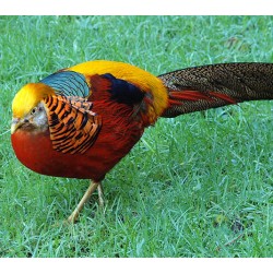Faisán Dorado